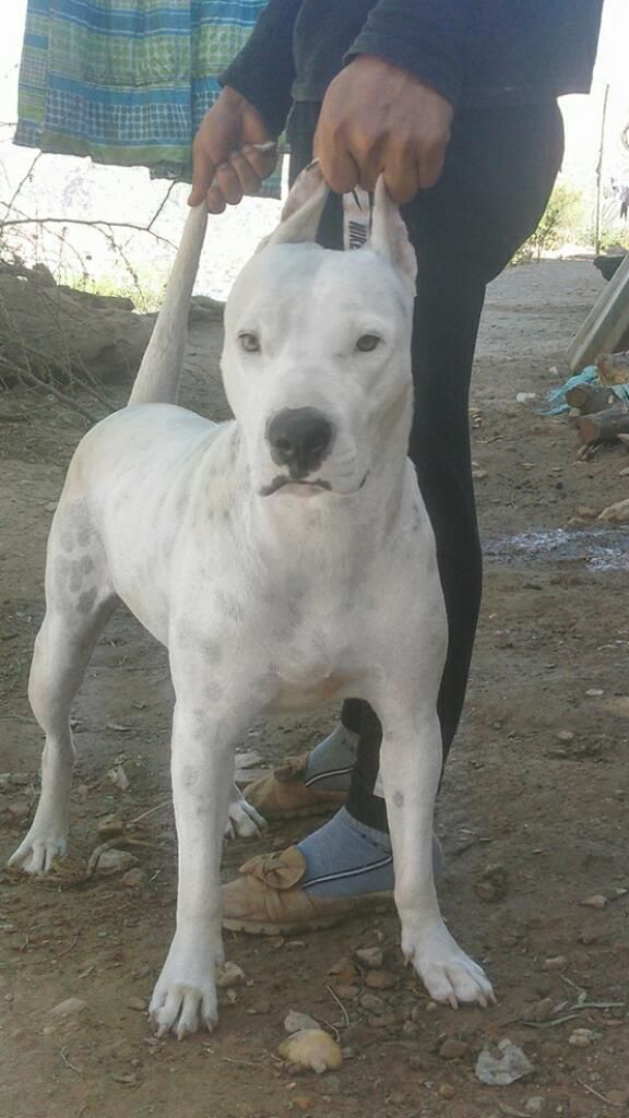 Pitbull