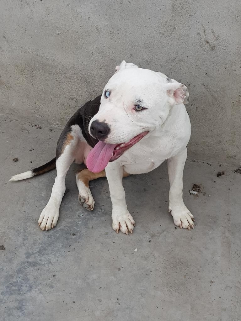 Pitbull Fusion No Bully Dogo Bull Hembra