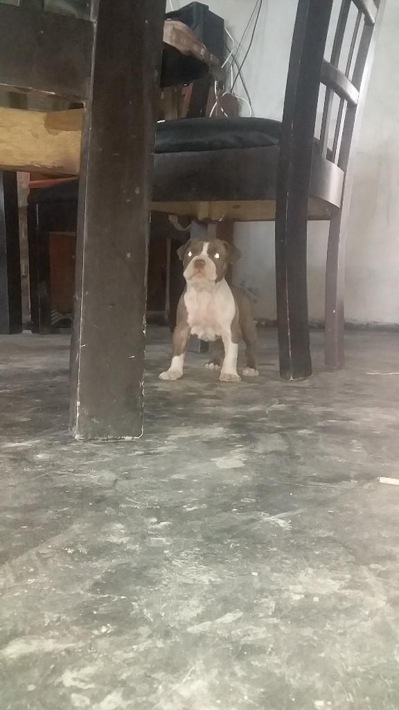 Pitbull con Bully(fusion)