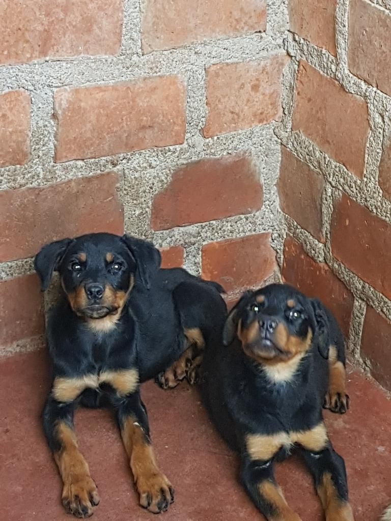 Rottweiler Cachorras