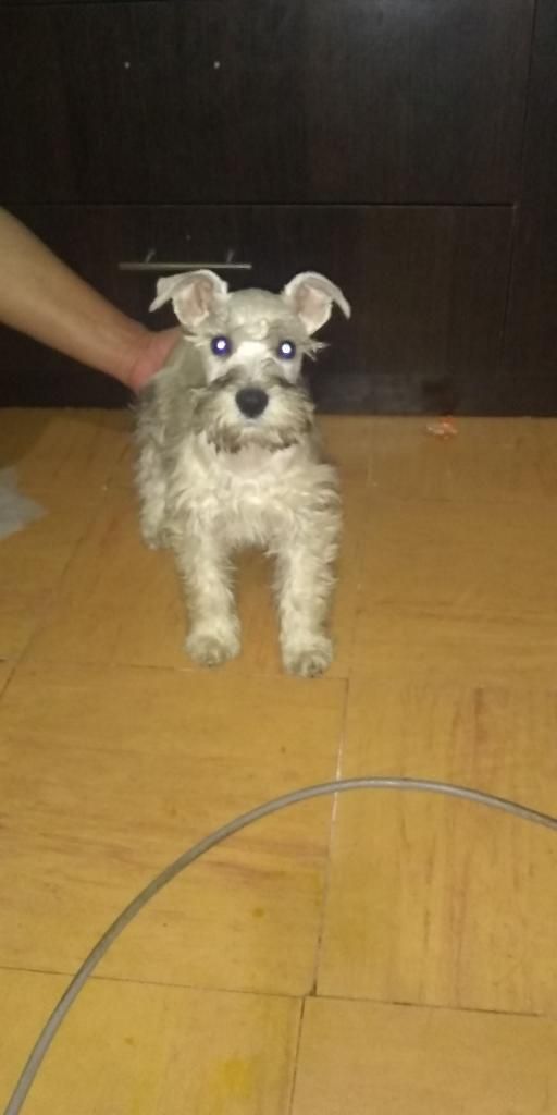 Schnauzer Blanco Y Sal Y Pimienta