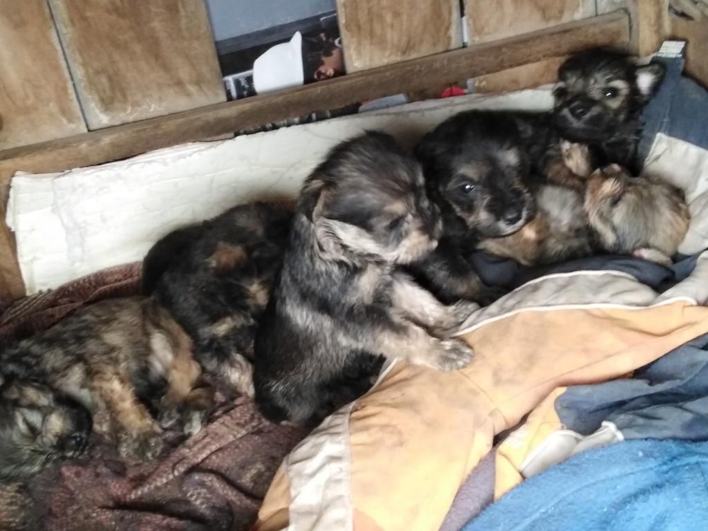 Se Vende Cachorros Esnauser