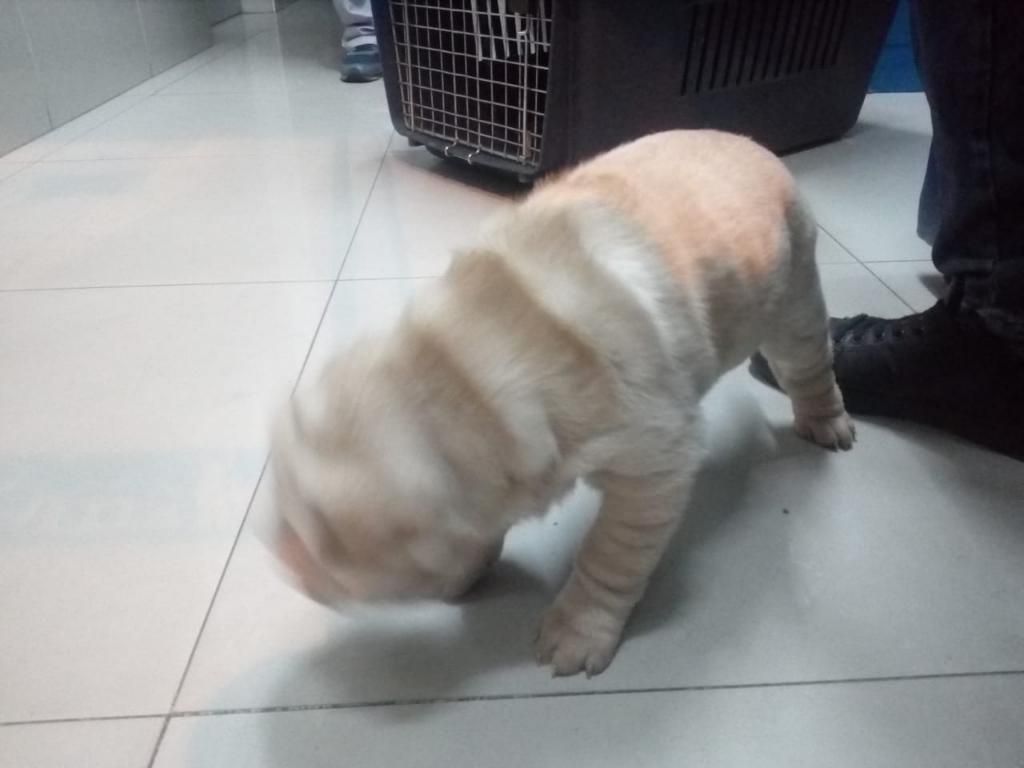 Se Vende Perrita Sharpei