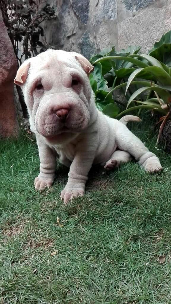 Sharpei