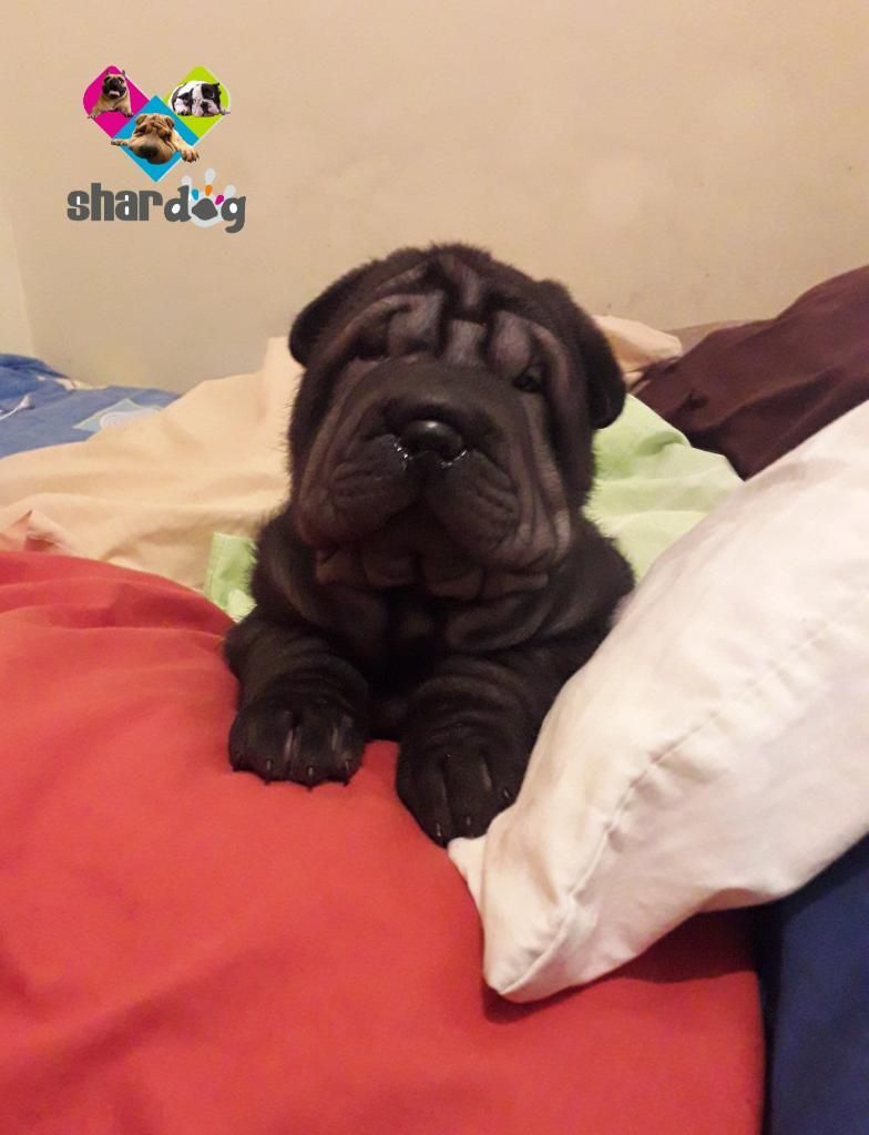 Sharpei