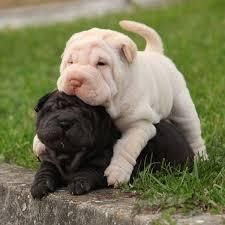 Sharpei Macho SOLO QUEDA Negro con Botitas Blancas