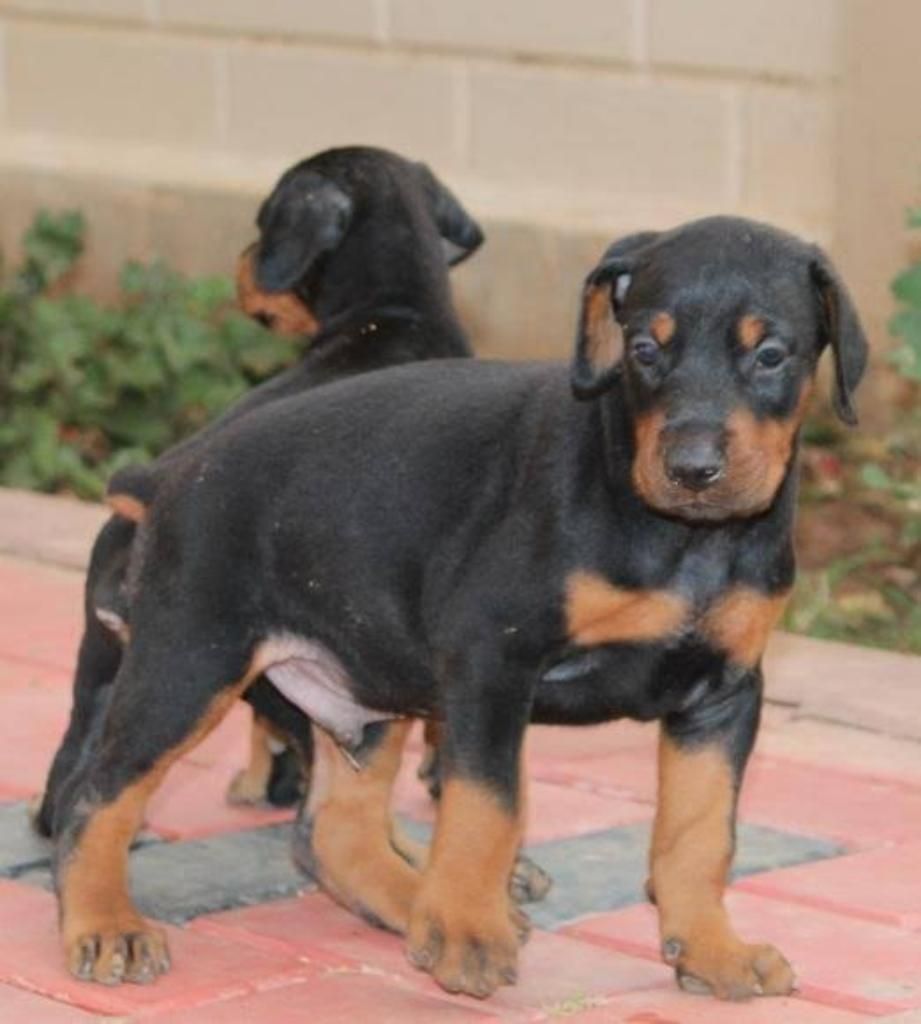 Son Perros Raza Grande Doberman