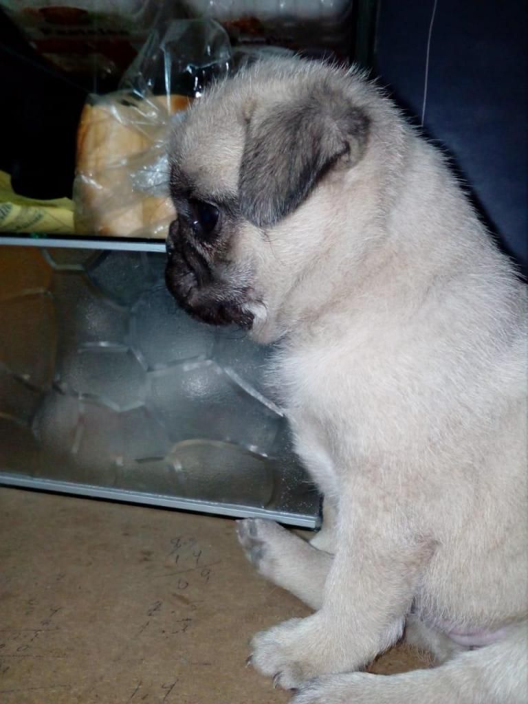 VENDO PUG CARLINO