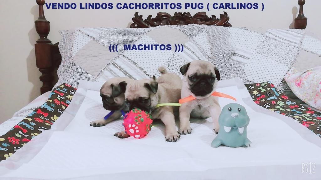 Vendo Bellos Cachorritos Pug (CARLINOS)) PAPA IMPORTADO