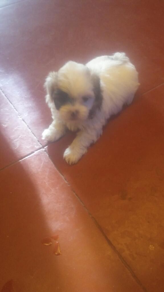 Vendo Perrito Chitzu Hembra 