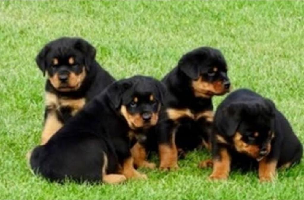 Vendo Perros de Raza Rottweiler Alemanes