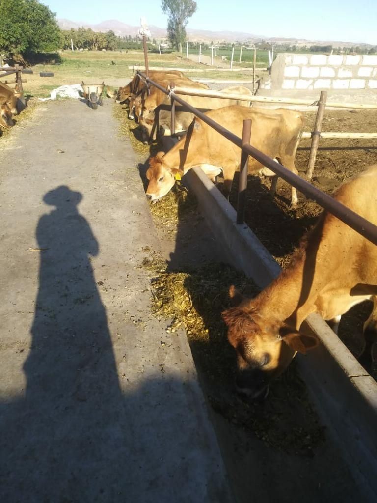 Vendo Vacas
