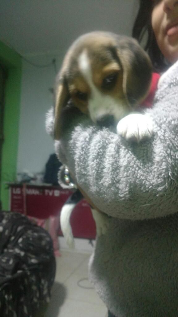 Vento Lindo Cachorro Beagle Tricolor