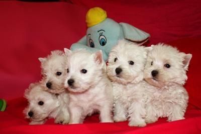 WESTIE BELLLOS BLANCO MACHO HENBRA A SOLO  SOLES