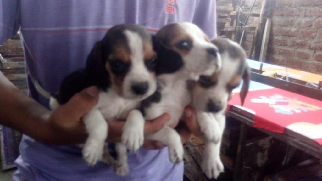 lindos beagles tricolor