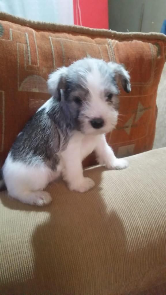 vendo schnauzer