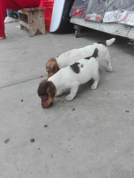 Cachorros Jack Russell