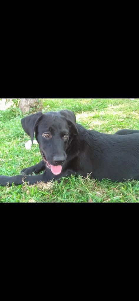 Adopción de Cachorra Labradora