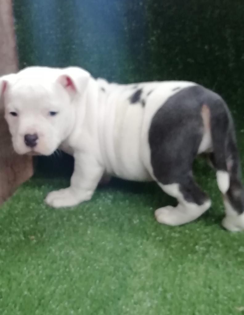 American Bully