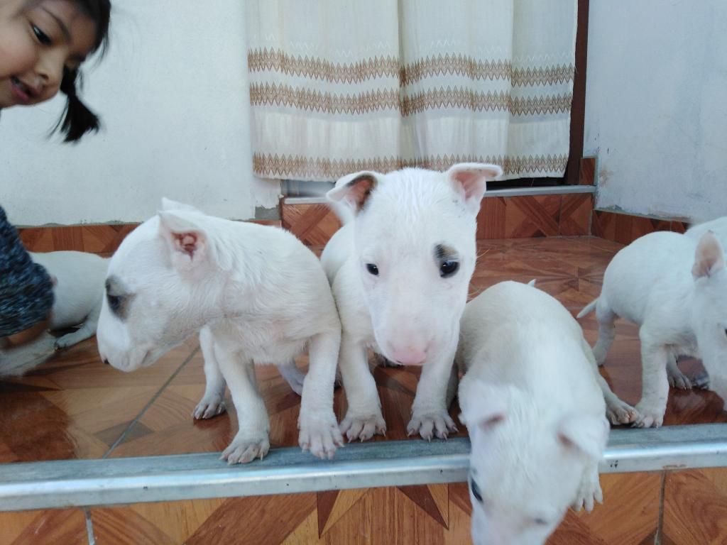 Bull Terrier Precio a Tratar