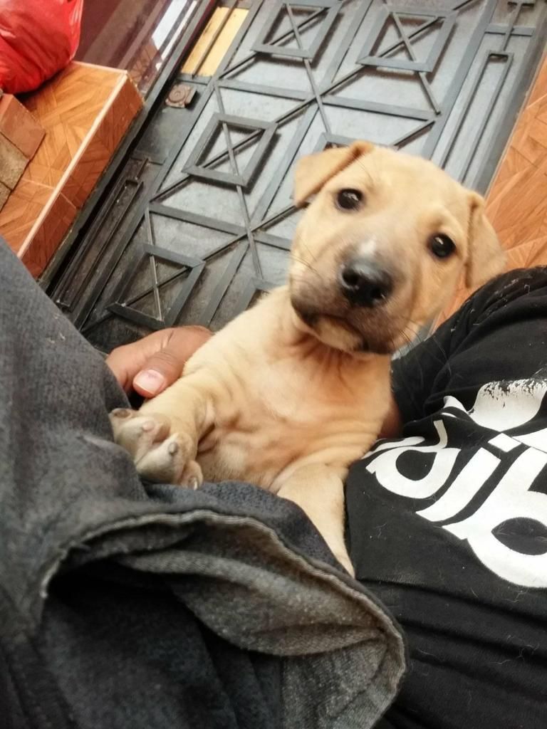 CACHORRA SHARPEI