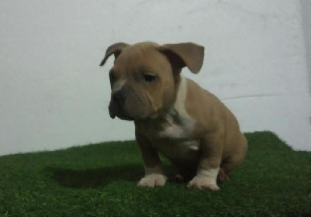 Cachorro American Bully Macho