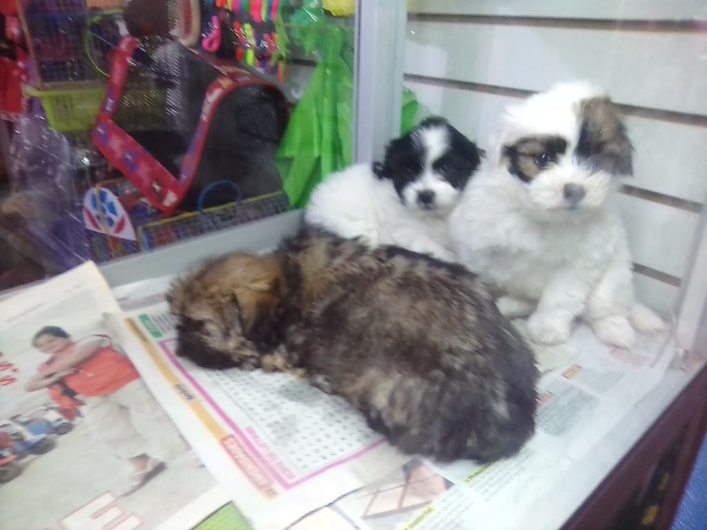 Cachorros D shitzu