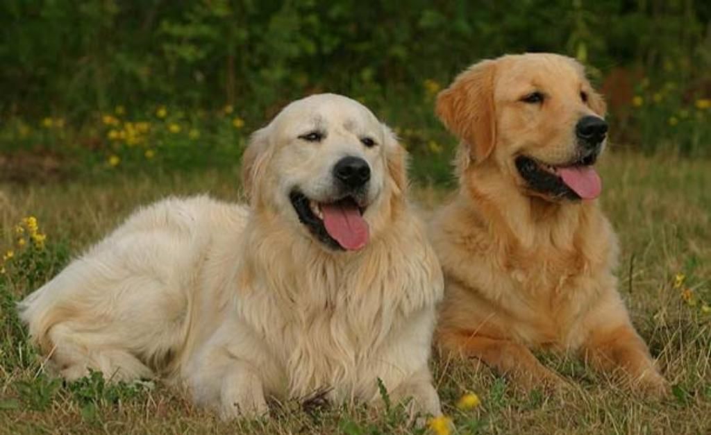 Cachorros Golden Retriever a Venta