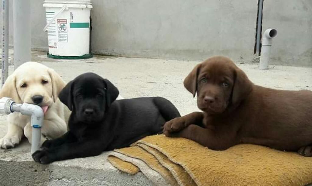 Cachorros Labradores