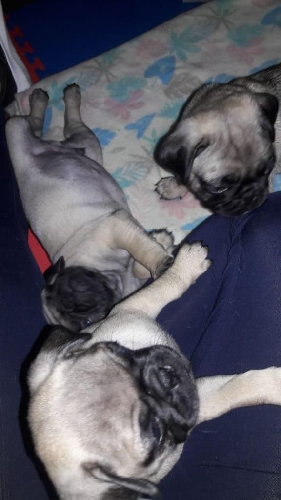 Cachorros PUG