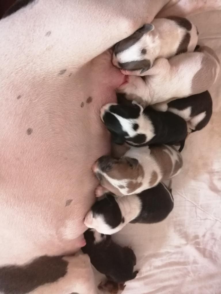 Cachorros Pitbull en Venta