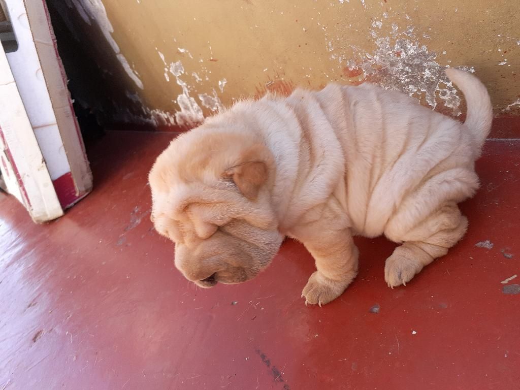 Cachorros Sharpei