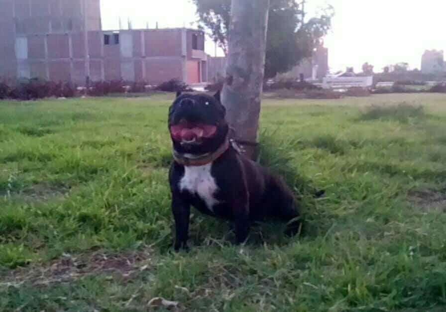 Cachorros pitbull en venta 