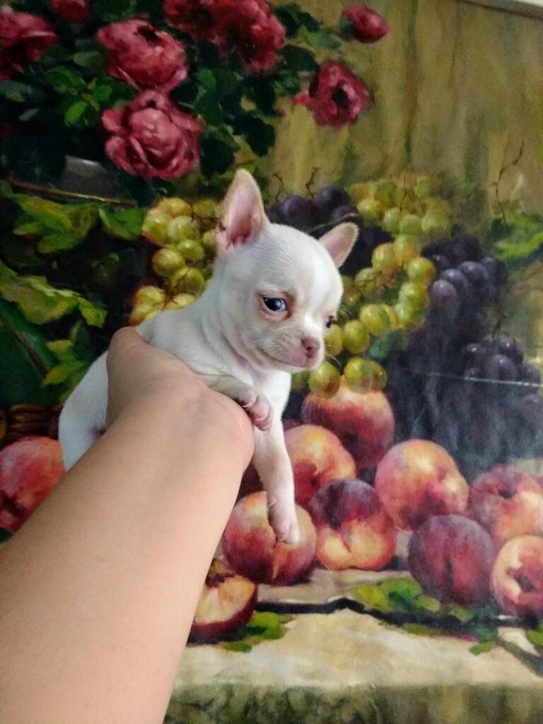 Chihuahua Cabeza de Manzana