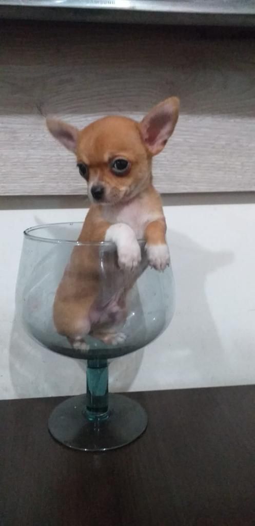 Chihuahua Lindo Cachorrito Toy Enanito