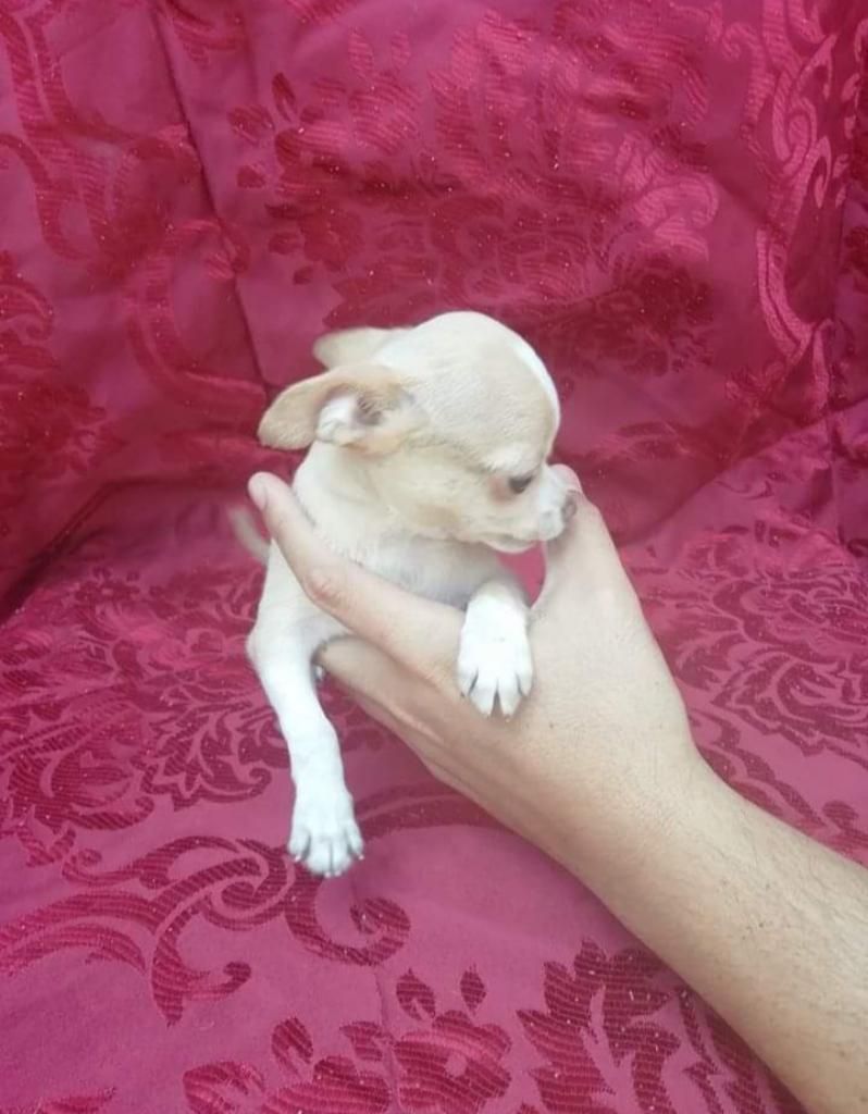 Chihuahua Minitoy Blanco