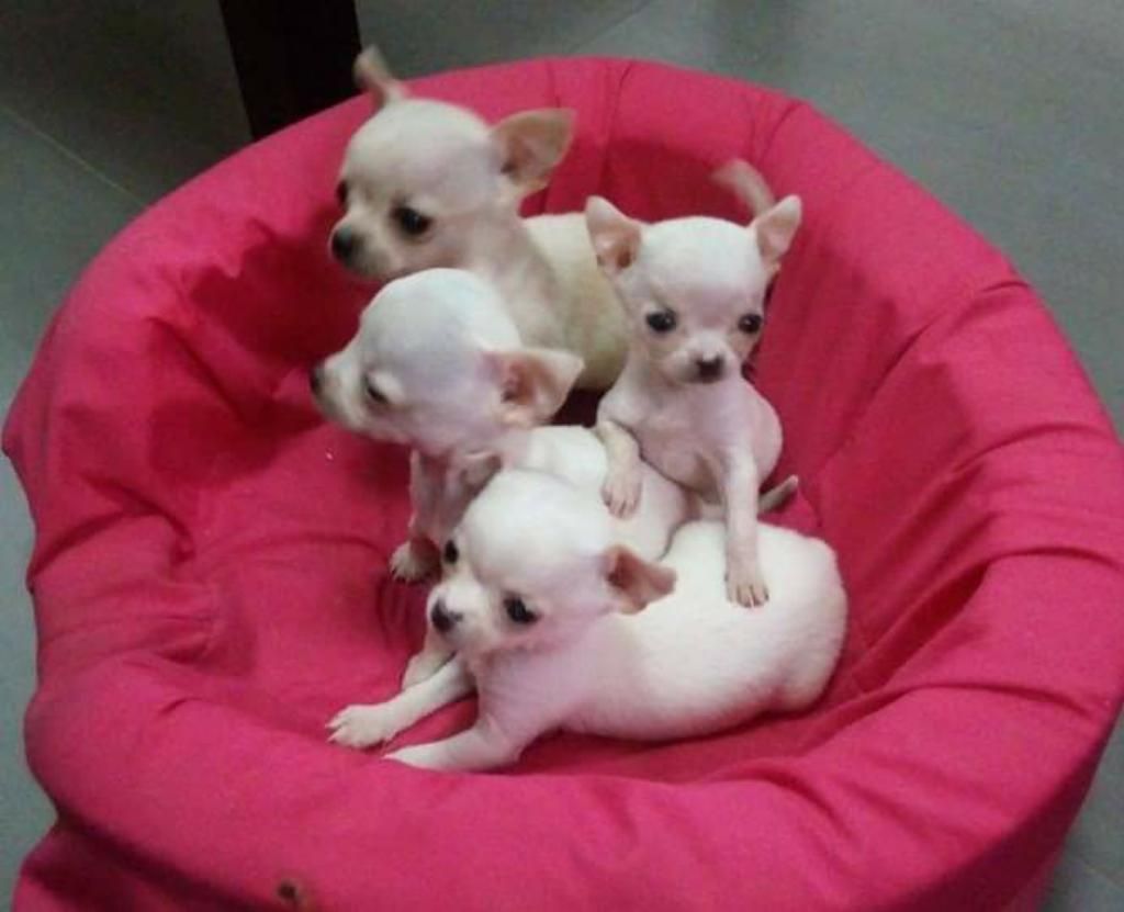 Chihuahuas Minitoy Blanco
