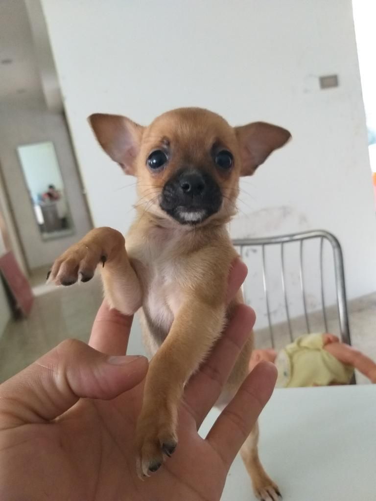 Chihuahuas Raza Pura
