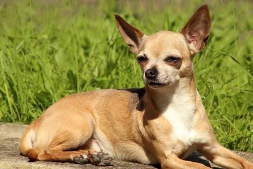 Excelente Padrillo Chihuahua