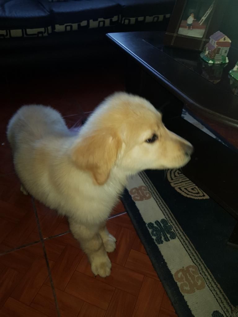 Golden Cachorro