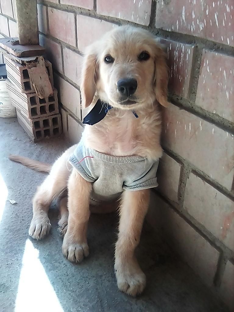 Golden Retrieve en Venta