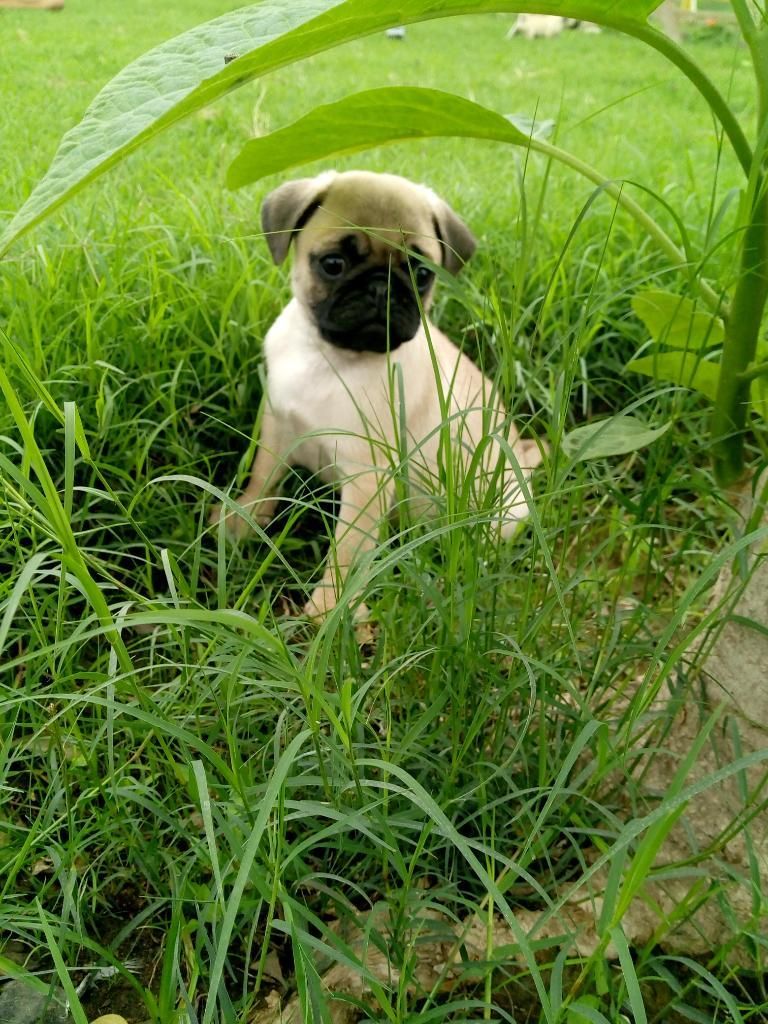 Hermosos Pugsitos