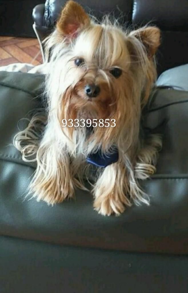 Lindos Yorkshire Terrier Toy