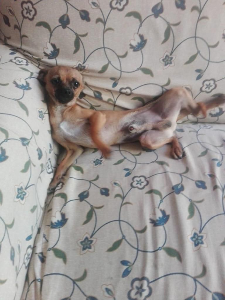 PERRITOS CHIHUAHUA EN VENTA, UN MACHO Y UNA HEMBRA