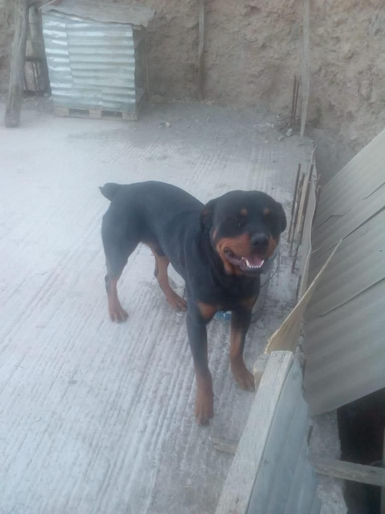 Rottweiler