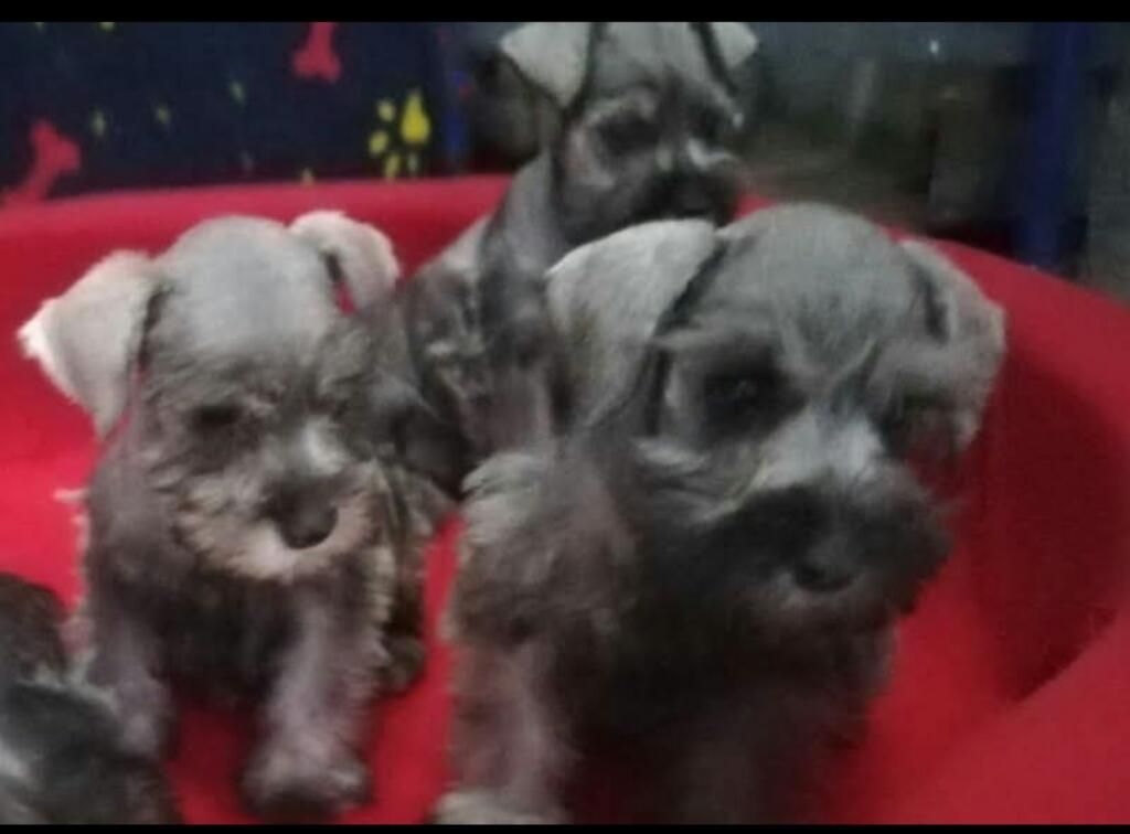 Schnauzer