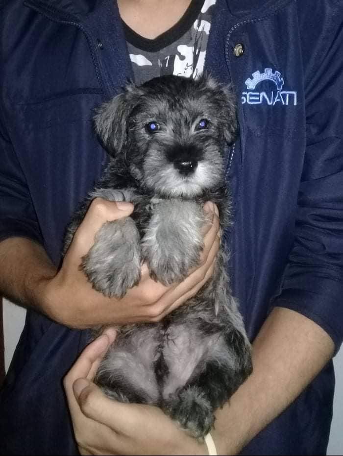 Schnauzer color plata con sal y pimienta