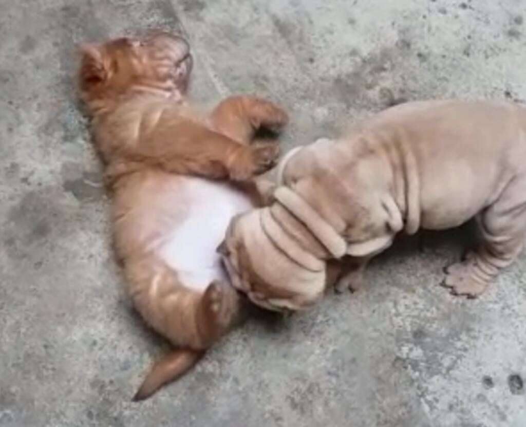 Sharpei