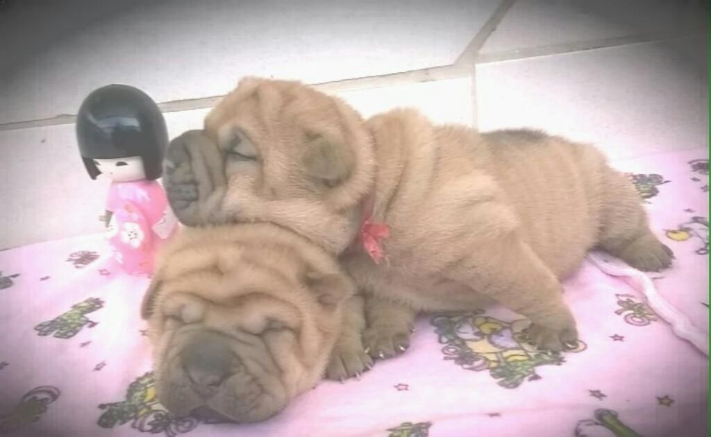 Sharpei Cachorritos de Mes Y Medio