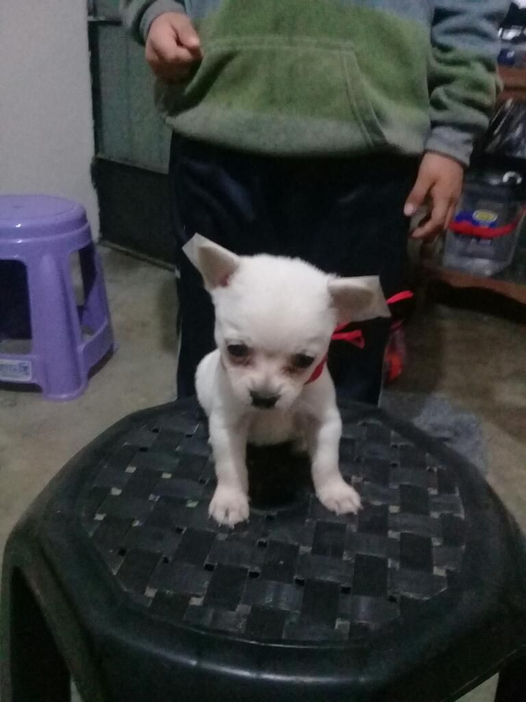 Vendo Chihuahua de Un Mes con Una Semana